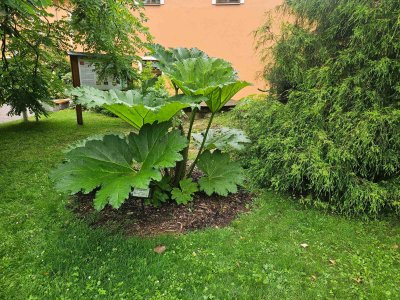 Gunnera manicata barota rukávovitá 